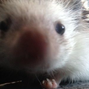 Meet your Posher, Marie